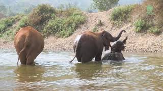 Elephants enjoy natural river bathing - ElephantNews