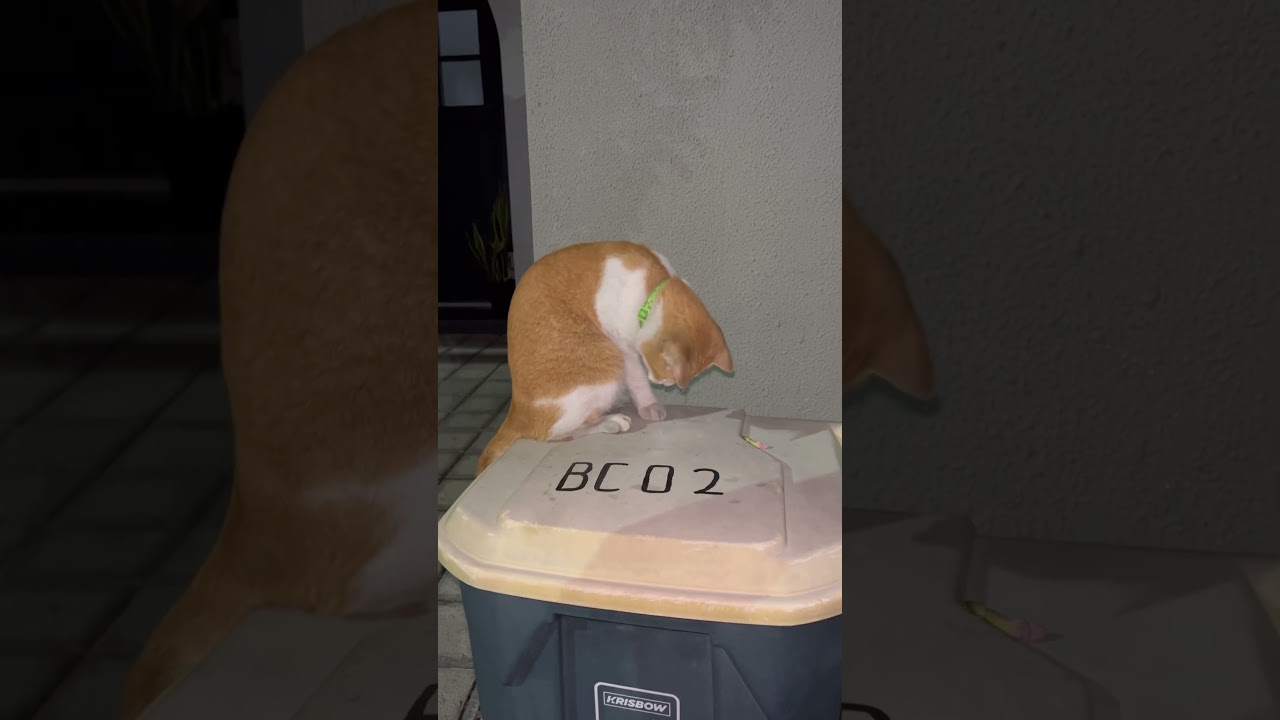 Kucing Egois Orange Ini Setelah Nyalahkan Mata, Makan Nyamuk. #cat #nizamkucinglucu #貓咪日常 #cute #貓