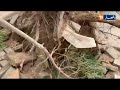 الرياح القوية تقتلع الاشجار بسيدي بلعباس