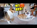 CORGI's Brother Stays Over - Doesn't Go Well! || Life After College: Ep. 691