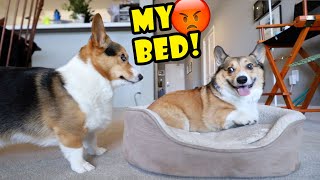 CORGI's Brother Stays Over - Doesn't Go Well! || Life After College: Ep. 691
