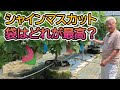 シャインマスカット用ぶどう袋はどれが最高?
