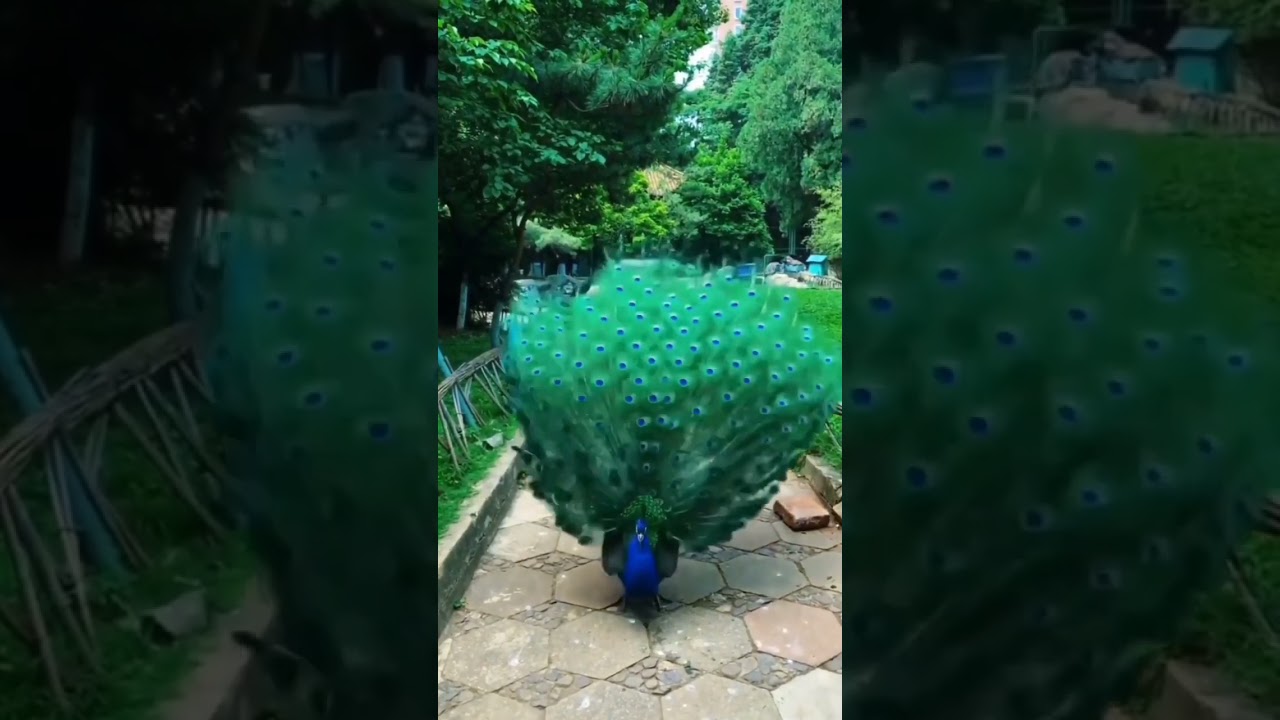 Peacock||Peacock Opening Feathers||