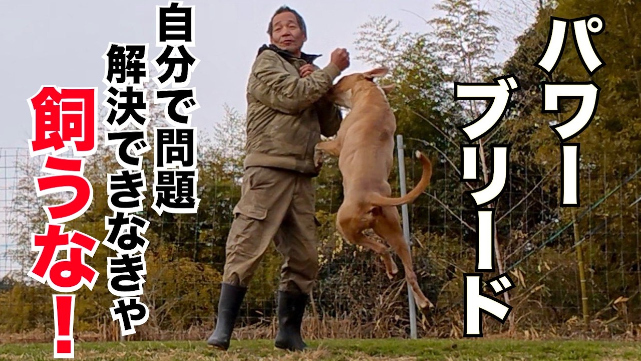 【パワーブリード】噛むとか喧嘩するぐらいで人に相談するスキルでは飼うな！