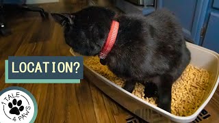 Where to Keep the Cat Litter Box in an RV