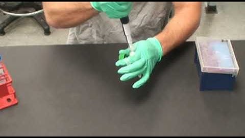 Bacterial Transformation-Plasmid Prep (Part 1)