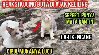 Mengharukan Kucing Buta Yang Dulu Menderita Di Jalan Sekarang Bahagia Ikut Cats Lovers Tv..!