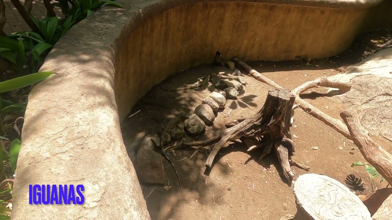 Costa Rica Diamante Eco Adventure Park 2022   4K