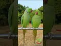 Indian talking parrot
