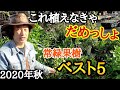 【２０２０年秋常緑果樹ベスト５】園芸店長が家庭栽培で植えて欲しい果樹苗最新ランキングを発表します。初心者でもベランダでも鉢でも栽培できるものばかり集めました