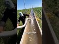 شرح مبدأ السيفون باستخدام أنبوب على شكل 