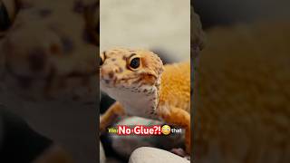 Geckos Defy Gravity — And They Use NO Glue! 🦎😲