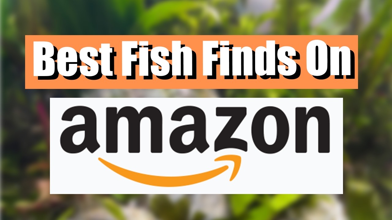 5 BEST Amazon Fish Products - YouTube