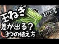 玉ねぎの苗の意外な植え方。〇〇を切ることで生育促進&トウ立ちも防げる！？家庭菜園　自給自足　野菜の育て方　自然農　草マルチ