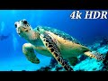 4K Turtle Paradise - Undersea Turtle and Fish Aquarium 4k Ultra HD. 4k Aquarium With Water Sound.