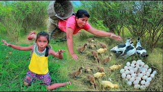 Download Lagu Mother finds finds ducklings and duck eggs - Mother and baby chasing ducks - Mom cooks eggs MP3