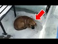 Freezing Dog Begging Man For Help – What He Found Under It Shocked Him!