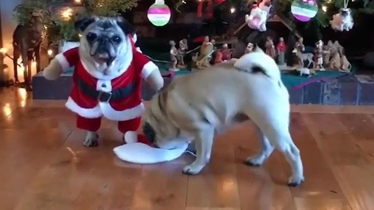 Pets Ruin Christmas