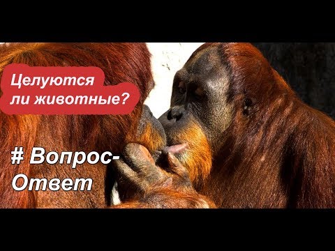 #Вопрос-ответ Всё о животных Как целуются животные