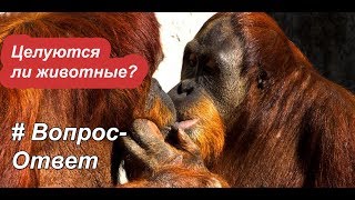 #Вопрос-ответ - Всё о животных - Как целуются животные