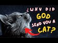 ???? Discover the SPIRITUALITY of Cats. Why has GOD BLESSED you ???????? with their Presence