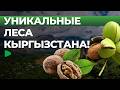 Как Джалал-Абад сохраняет своё зеленое наследие и привлекает туристов | НОМАД ТВ
