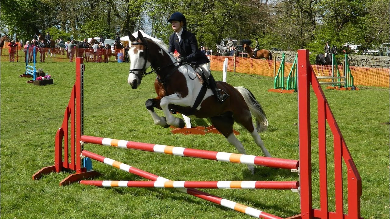 Виды препятствий в конкуре с картинками и названиями