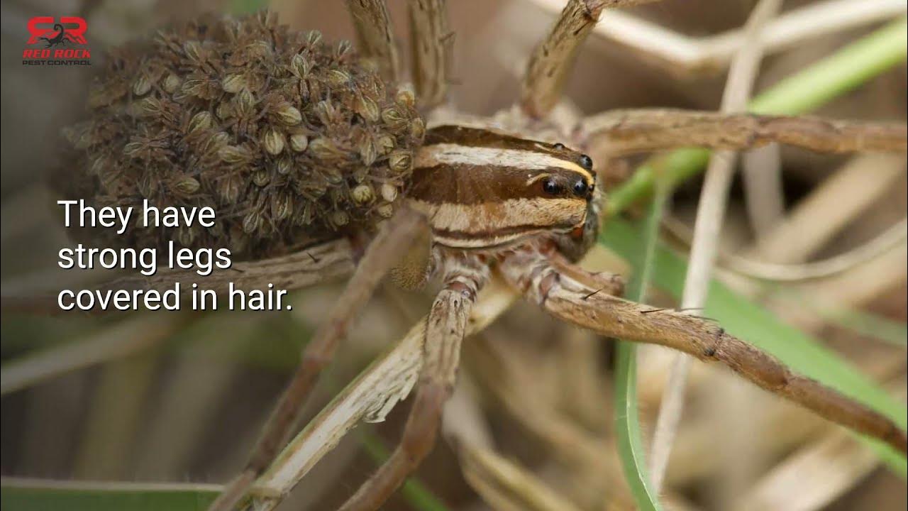 Dangerous Spiders In Las Vegas Red Rock Pest Control YouTube