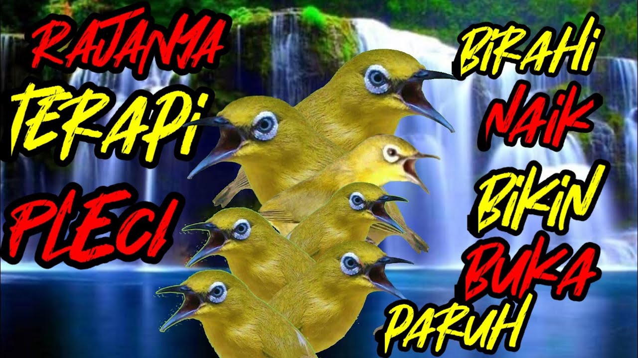 RAJANYA terapi pleci agar rajin bunyi setiap hari