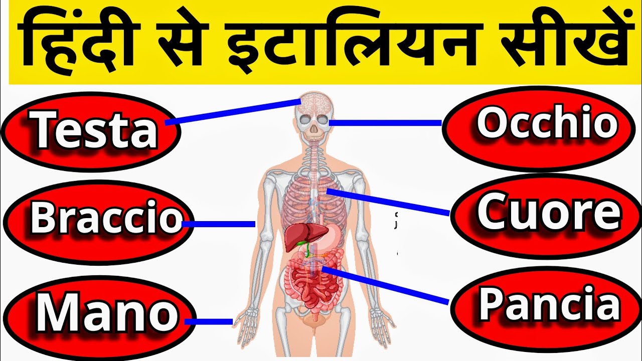 🇮🇹 Learn Italian Body Name In Hindi 🤩✅ #italianforbeginners #italiangrammar #learnitalian 