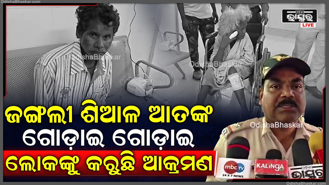 ଗାଁରେ ଜଙ୍ଗଲୀ ଶିଆଳ ଆତଙ୍କ... ଯାହାକୁ ରାସ୍ତାରେ ପାଉଛନ୍ତି ଗୋଡ଼ାଇ ଗୋଡ଼ାଇ ଆକ୍ରମଣ କରୁଛନ୍ତି ଜଙ୍ଗଲୀ ଶିଆଳ...