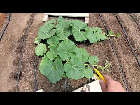 2020-giant-pumpkin-plant-culli