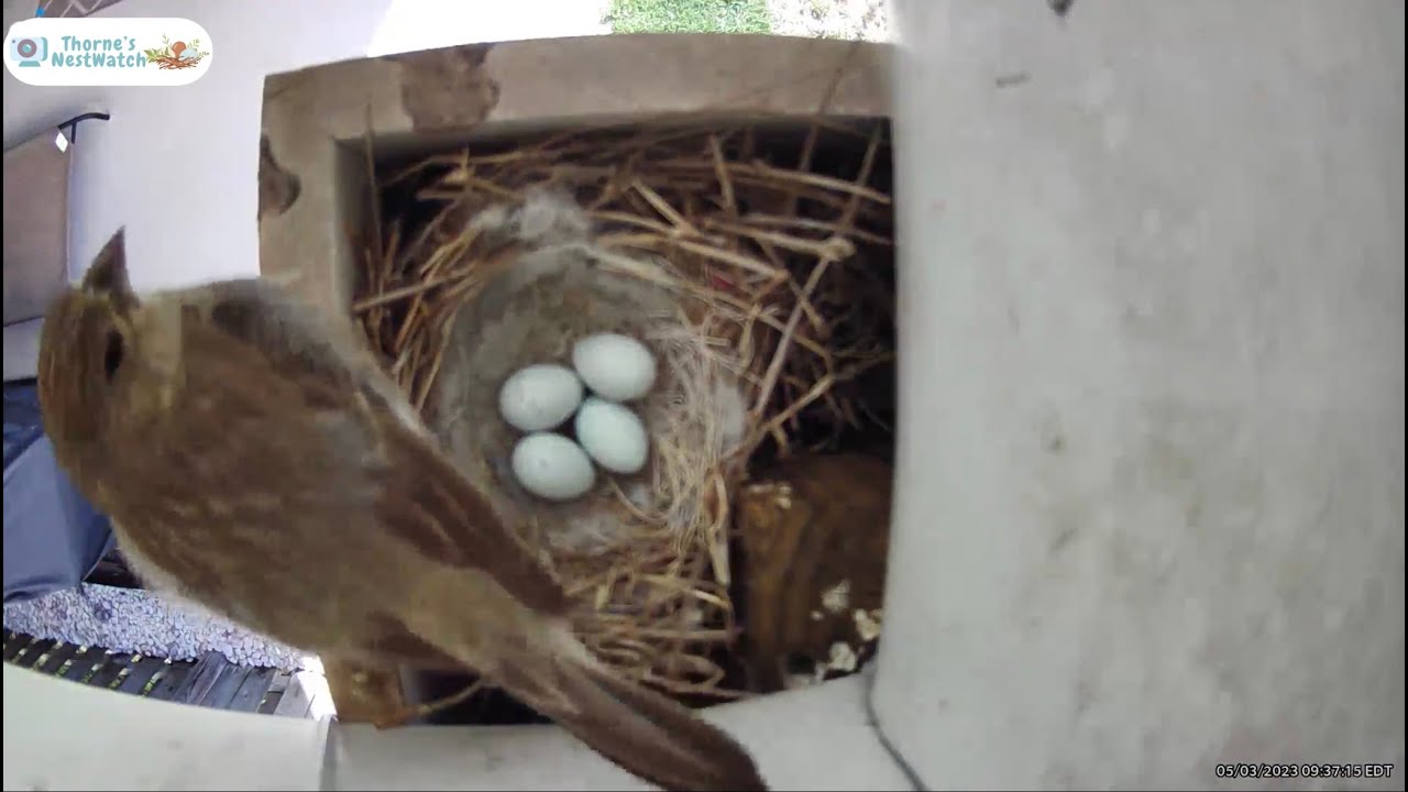 Incubation Day 5 Highlights / House Finches YouTube
