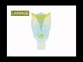 LARINGE 4.avi