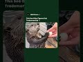 This Sea Otter Traded a Rock for a Fish — and It Actually Worked #shorts #nature #animals