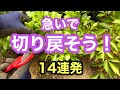 【まだ間に合う！】梅雨の過湿で傷んでしまう前に切り戻しで風通しを確保！あれもこれも切り戻しの１４連発！これでじめじめした梅雨を乗り切ろう！#gardening #ガーデニング #flowers #園芸