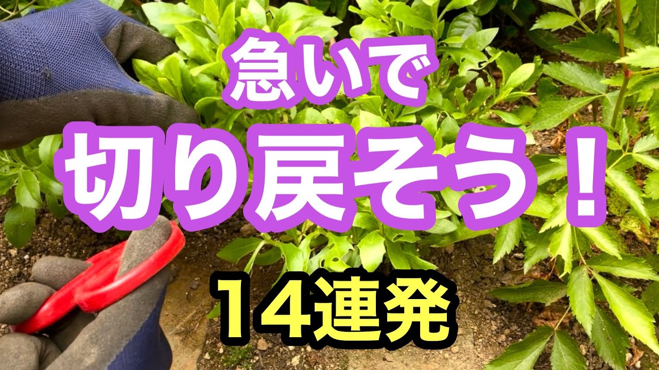 【まだ間に合う！】梅雨の過湿で傷んでしまう前に切り戻しで風通しを確保！あれもこれも切り戻しの１４連発！これでじめじめした梅雨を乗り切ろう！#gardening #ガーデニング #flowers #園芸