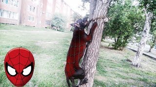 Фаина питбуль!!! Собака человек паук)) Фаина питбуль!!! Собака человек паук))