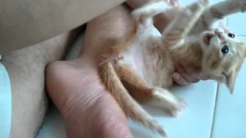 cute cat.mp4