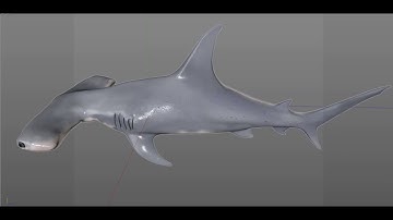 Hammerhead shark 3D model