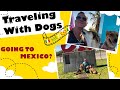 Driving To Mexico With Dogs and Cats During COVID; Everything You Need To Know Be Legal (Subtítulos)