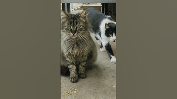 Homeless Cats Reacted To Catnip