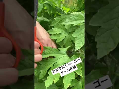 沖縄名物ゴーヤーの収穫。夏野菜の家庭菜園