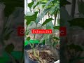 baigan plant update | brinjal plant kaise grow kare #terracegarden #short #garden