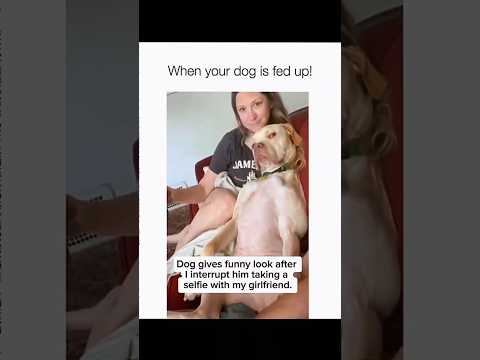 Dogs being idiots part 187 🤣🐕 #funnydog #funnypet #cutedog #dog #pets #shorts