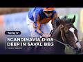 Scandinavia shows fighting spirit in Saval Beg Levmoss Stakes | Full Race | Racing TV
