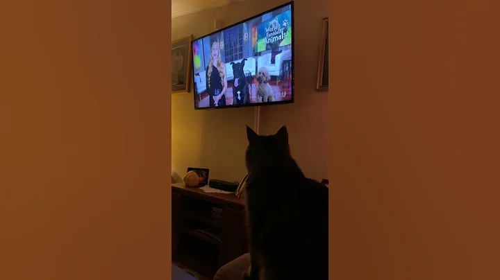 But dadwhat do they mean that the show is over. I ...