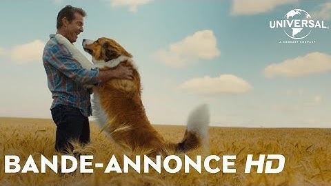 Mes Autres Vies de Chien - Bande-Annonce VOST [Au cinéma le 21 août]