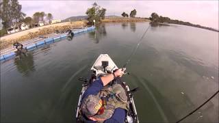 Nambucca River Flathead