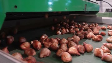 Total Systems 2025 - Bot Tulips Tomra